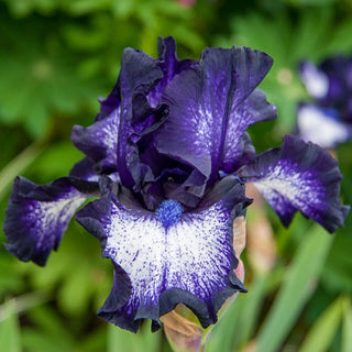Oreo Bearded Iris